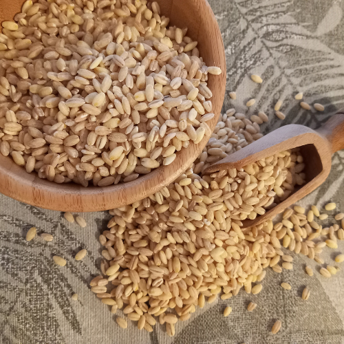 Barley Barley