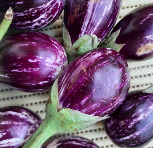 Brinjal Brinjal