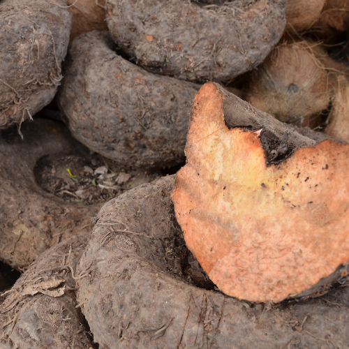 Elephant Yam Elephant Yam