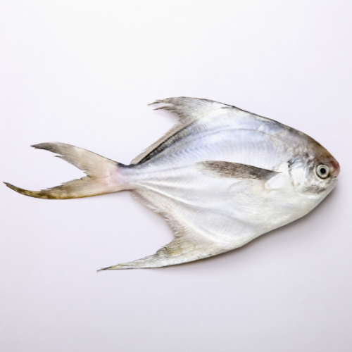 Chinese Pomfret Chinese Pomfret