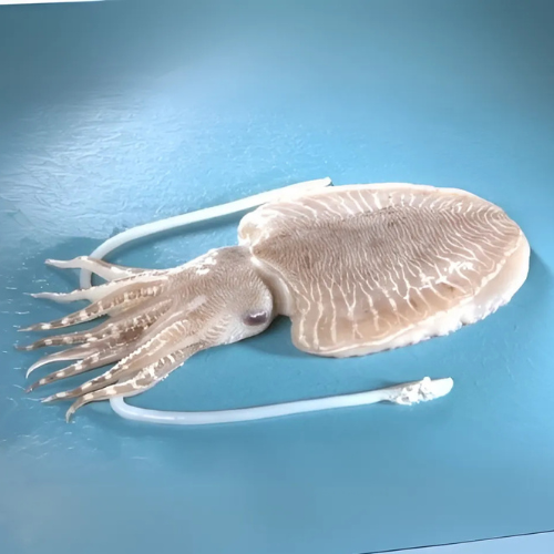 Cuttle Fish Cuttle Fish