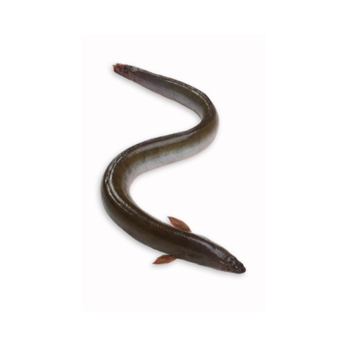 Eel Fish Eel Fish
