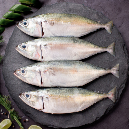 Indian Mackerel Indian Mackerel