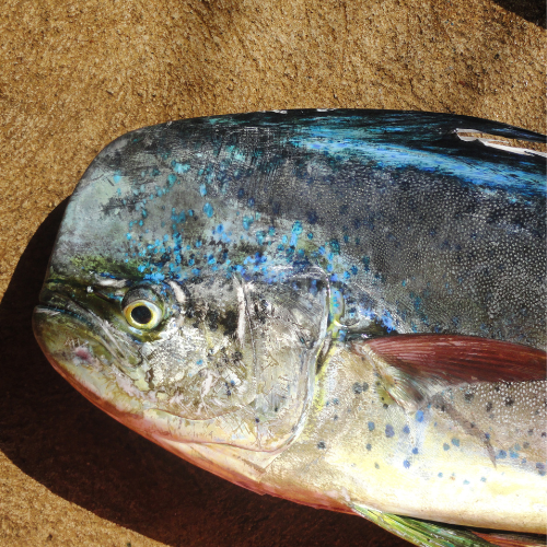 Mahi Mahi Dolphin Fish Mahi Mahi Dolphin Fish