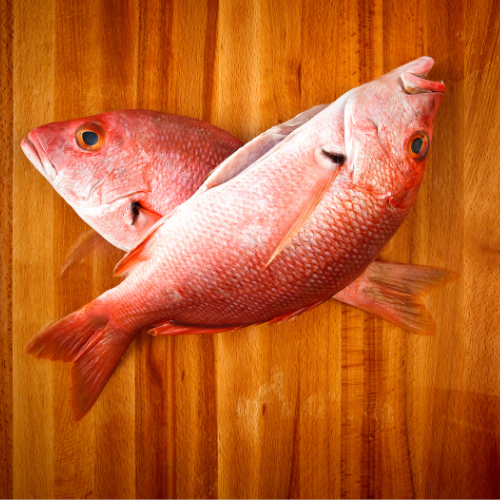 Red Snapper Red Snapper