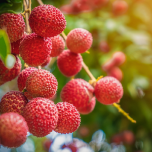 Litchi
