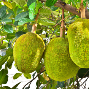 Jackfruit