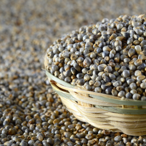 Bajra Millet