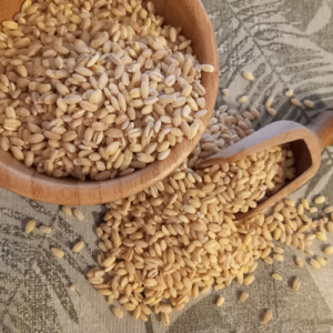 Barley