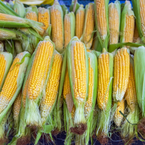 Corn Maize