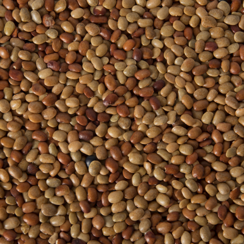 Horse Gram
