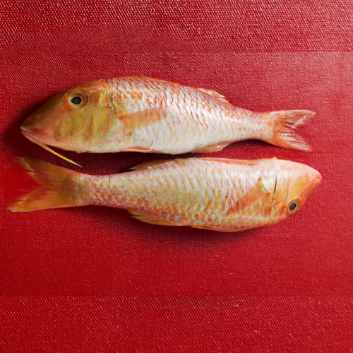 Red Mullet
