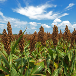 Sorghum/ Jawari