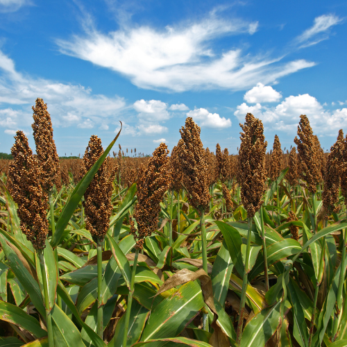 Sorghum Jawari