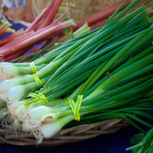 Spring Onion