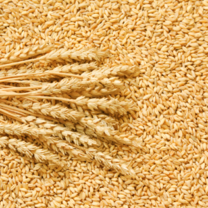 Wheat