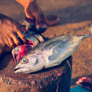 Yellow Fin Tuna