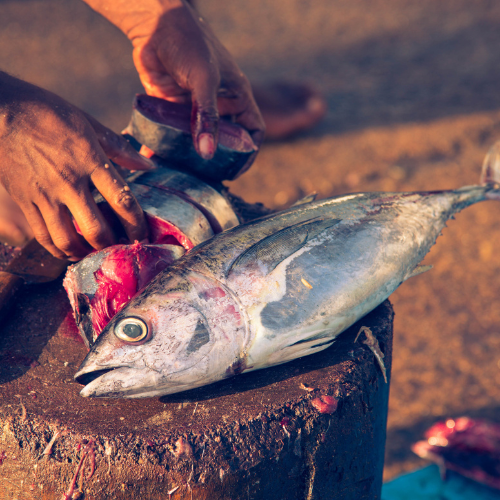 Yellow Fin Tuna