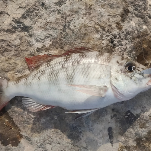 Emperor Fish