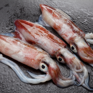 Indian Squid