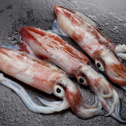 Indian Squid