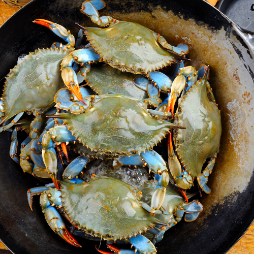 Live Mud Crab