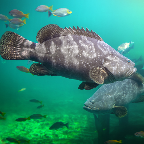 Spotted Grouper